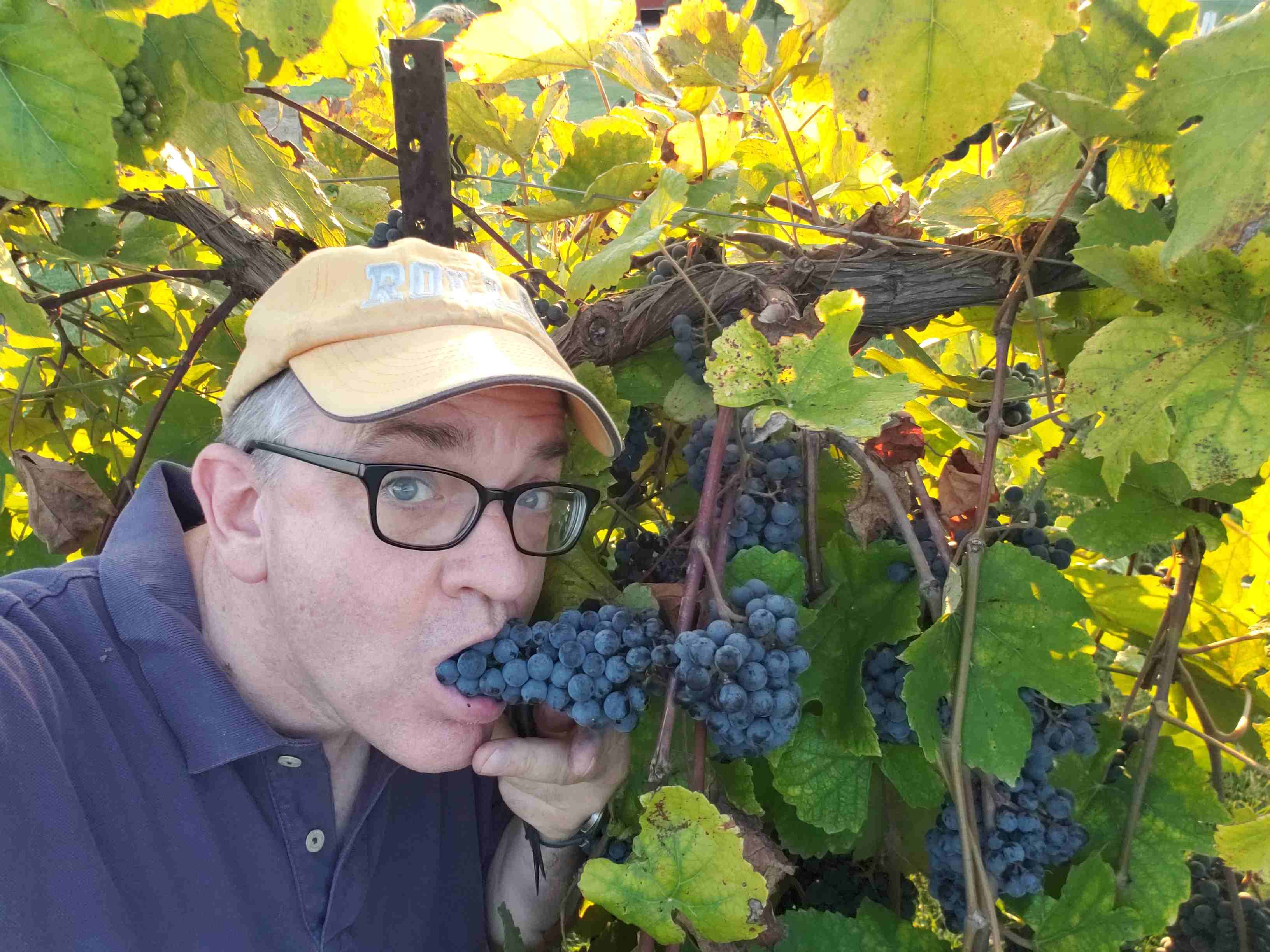2018-10-05 Randy grapes.jpg
